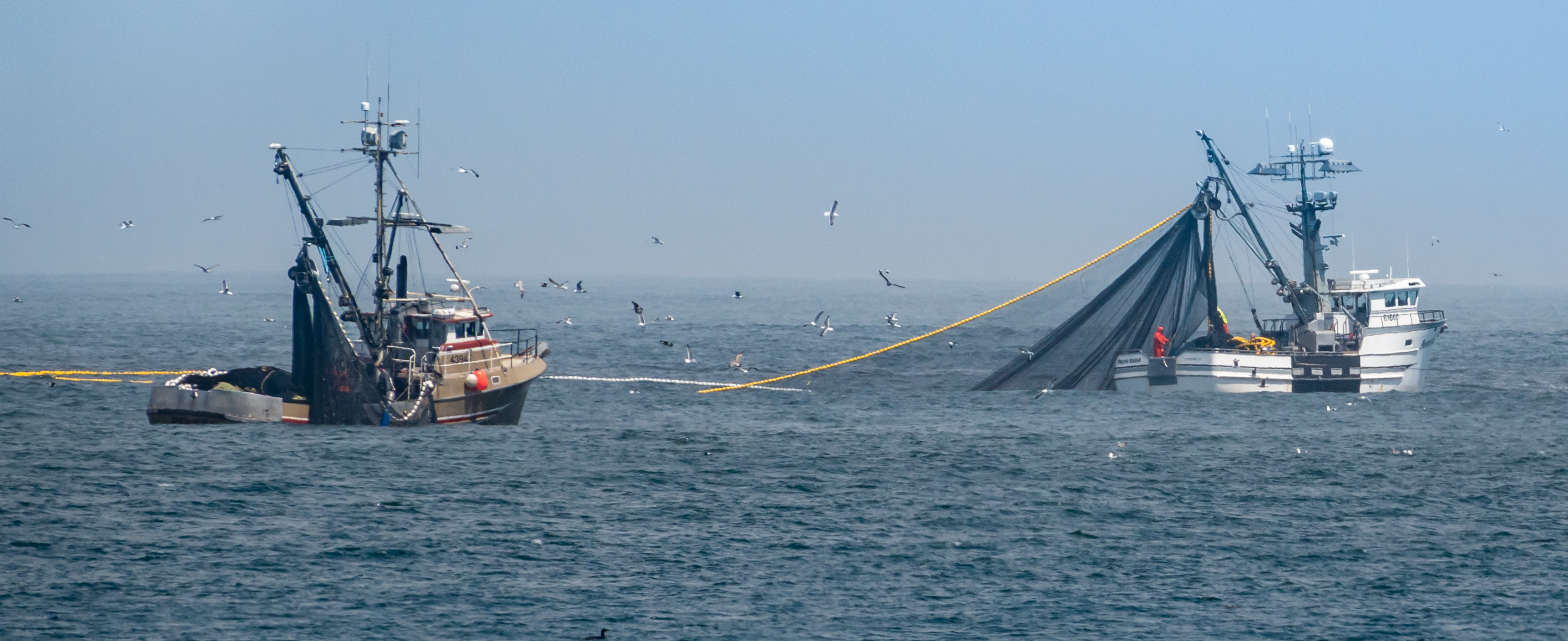 A vessel with a net to catch coastal pelagic species