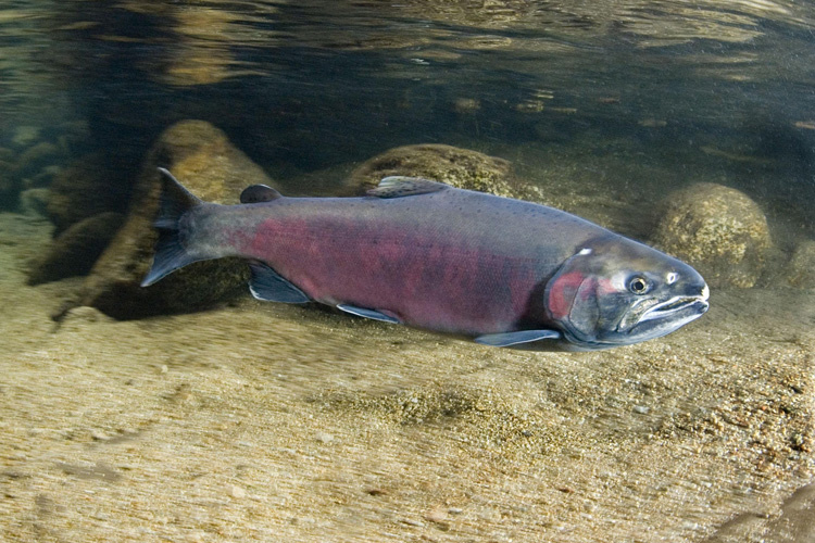 A salmon swims in a river