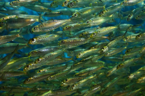 School of Sardines