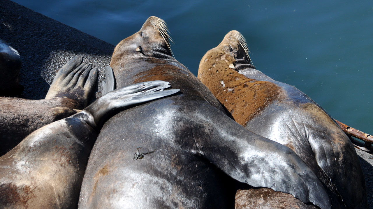 California sea lions lay on a dock, fins intertwined