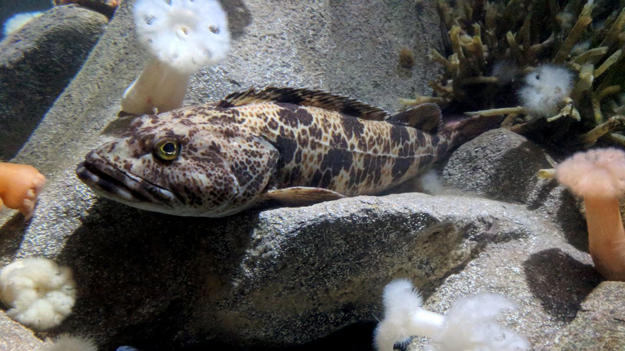 A lingcod sits on a rock