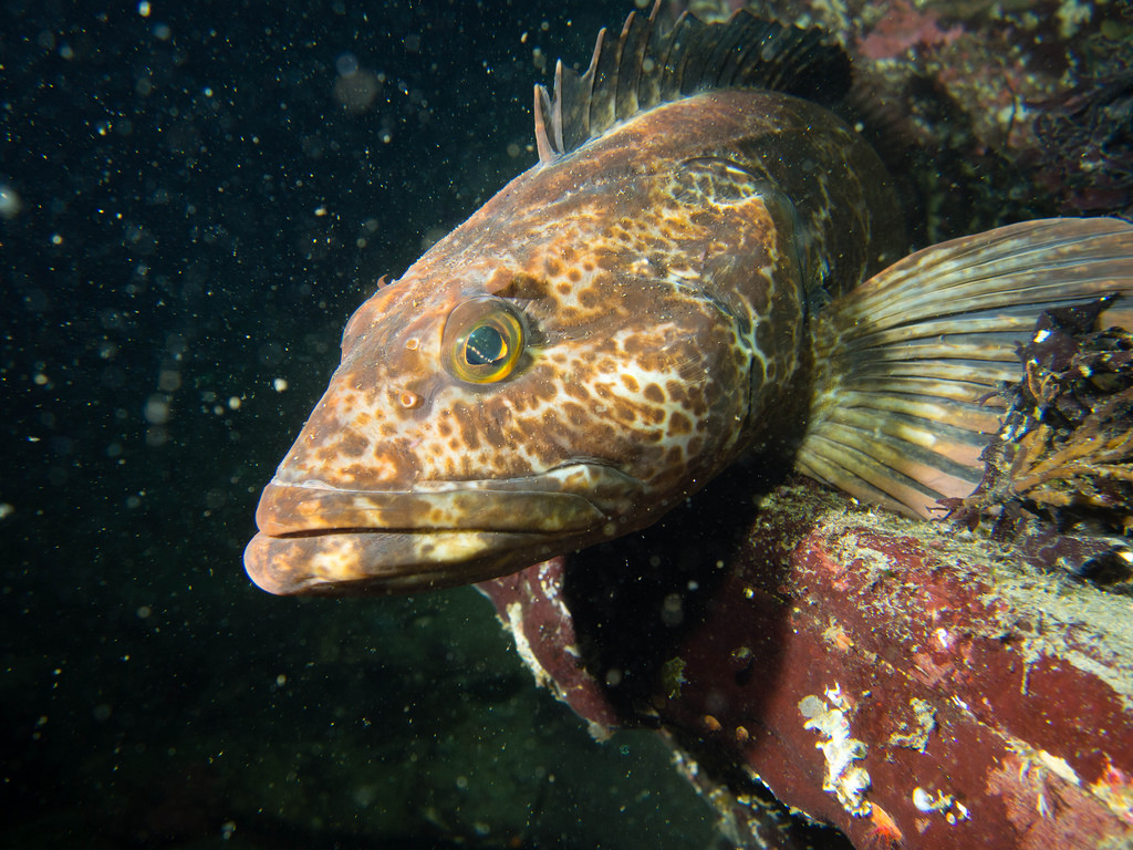 A brown and green spotted lingcod sits on a rock