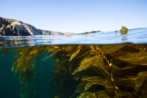 Kelp forest