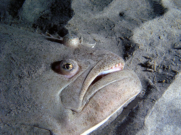 The face of a halibut