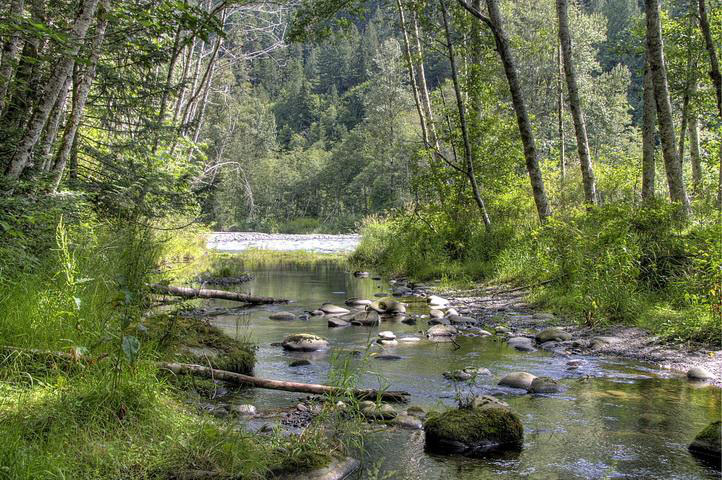 A shallow, rocky creek flows into a larger river, surrounded by trees 