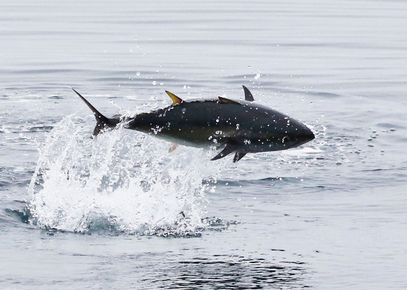 A tuna leaps out of the ocean