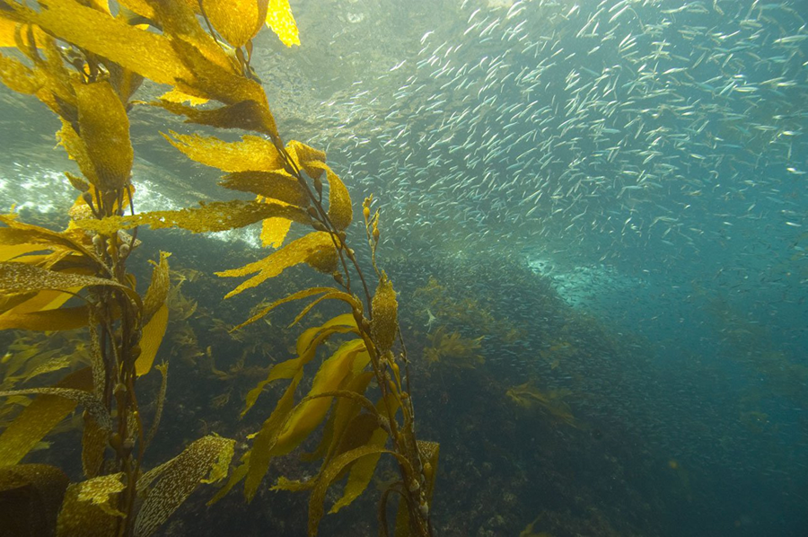 Strands of kelp sway in a blue ocean with a school of fish, possibly anchovies, in the background