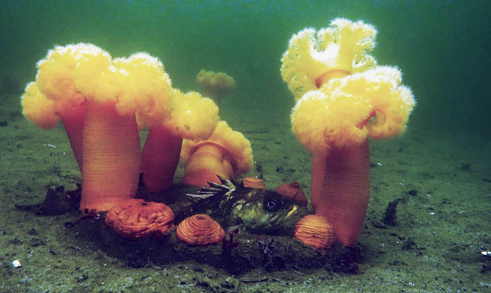 A copper rockfish sits in the mud surrounded by white sea anenomes