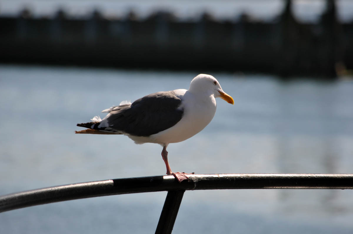 A seagull stands on one leg on the railing of a boat.