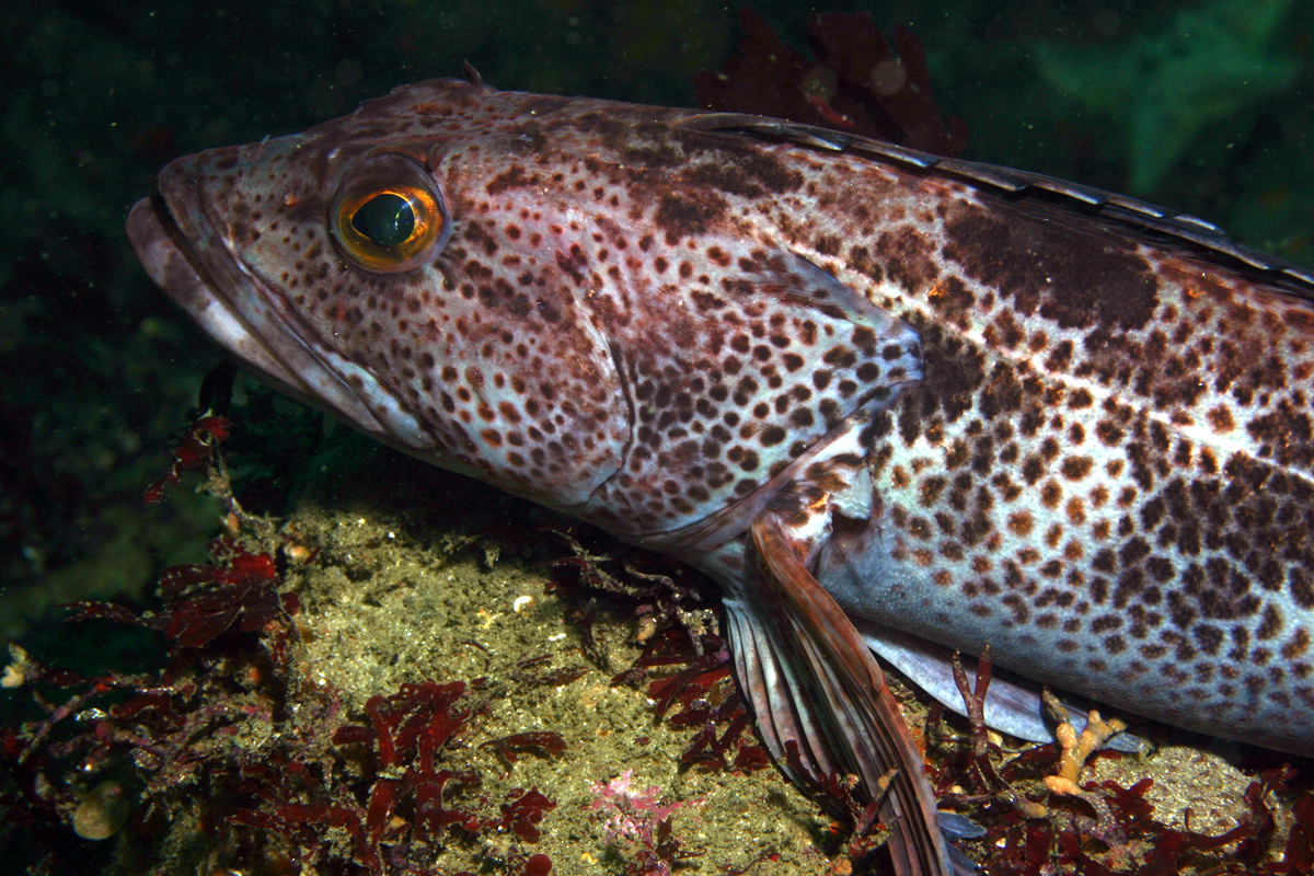 A spotted fish sitting on a rock