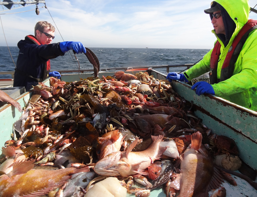 Sorting fish on a NOAA groundfish survey