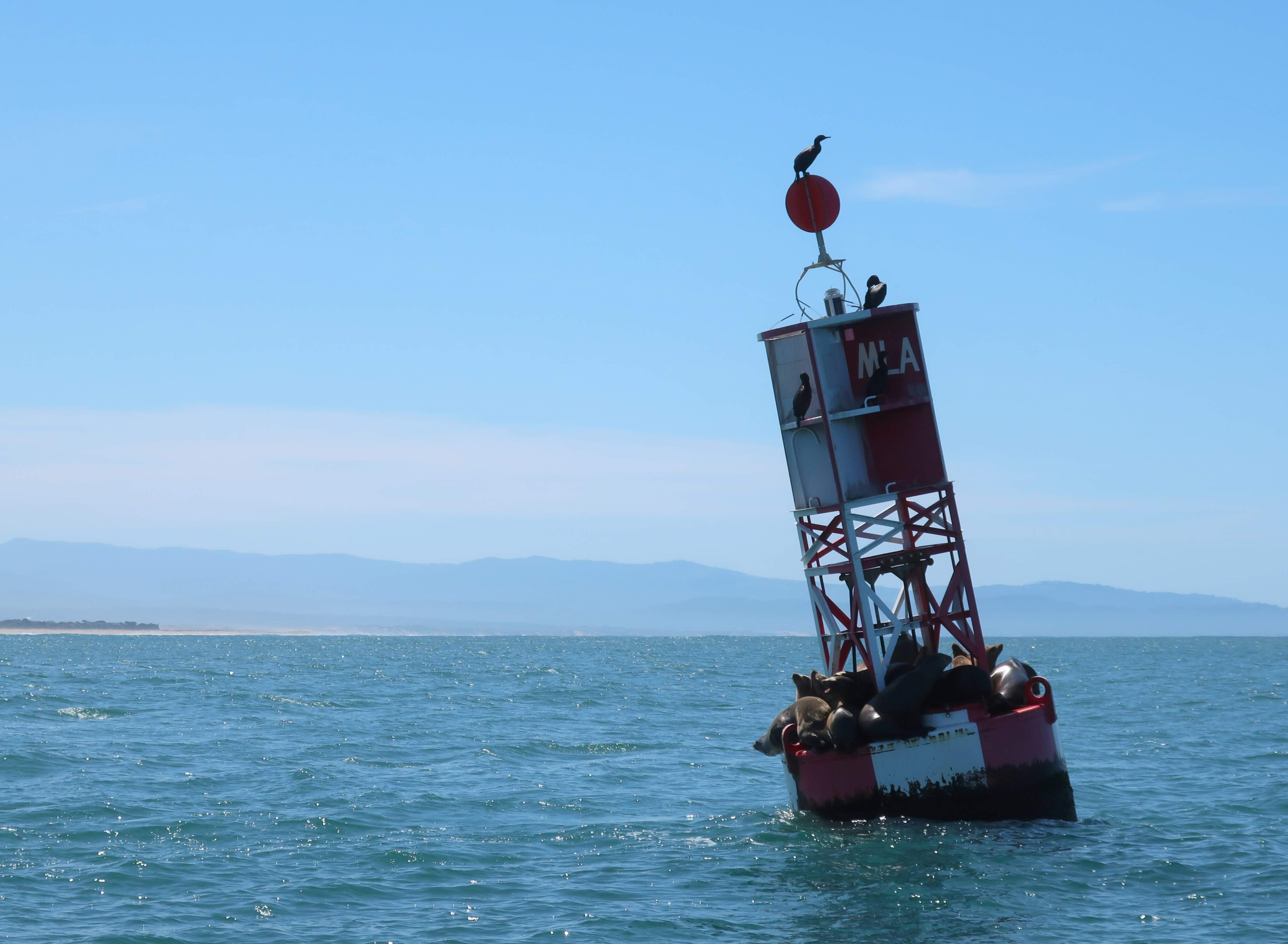 A buoy with a bird on top