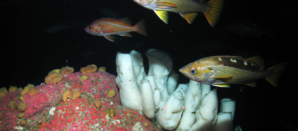 Yellowtail rockfish near a coral formation