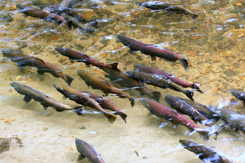 A group of large pinkish salmon congregate over a rocky river bottom