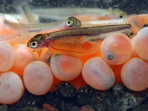 Tiny salmon and salmon eggs