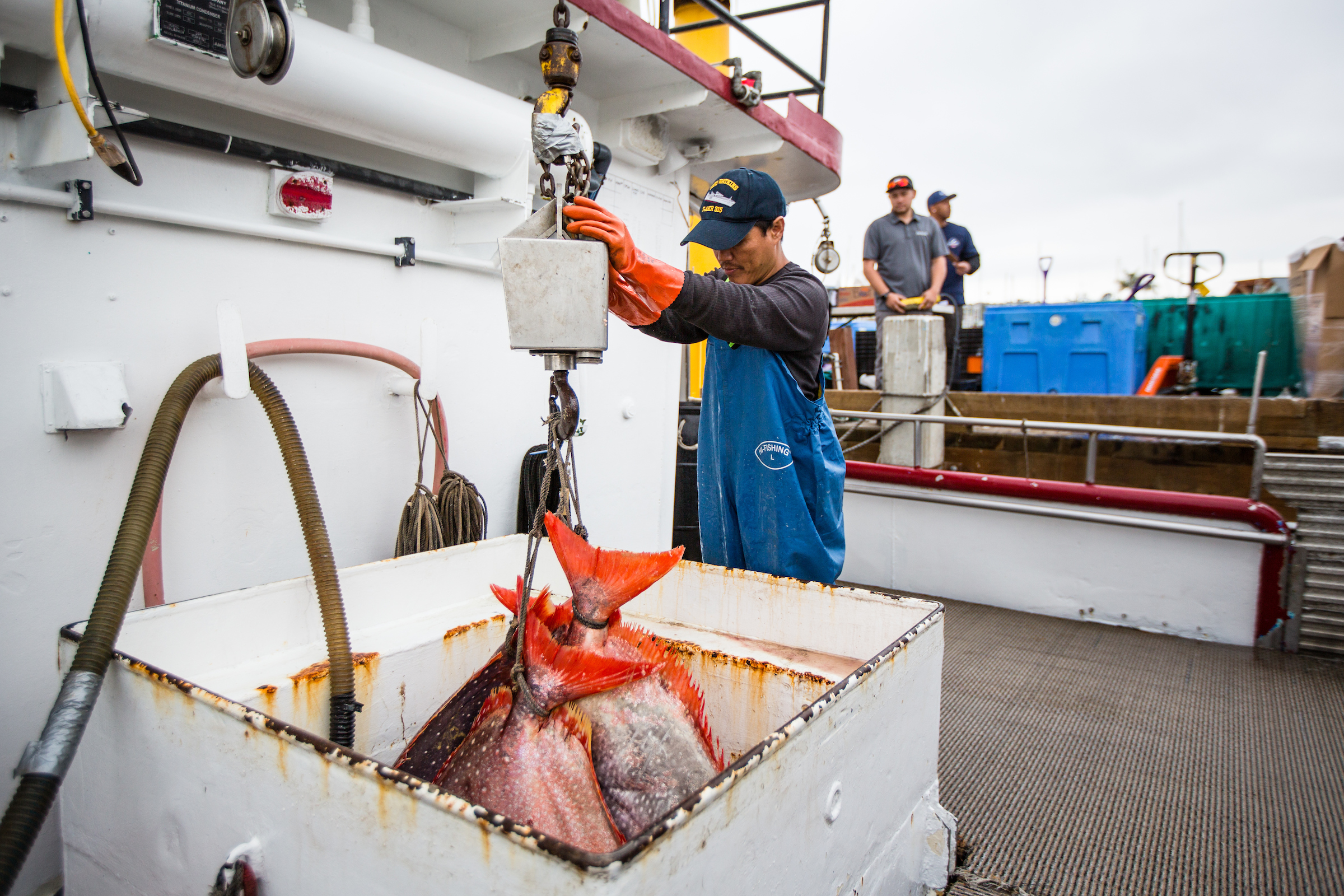 A man in blue coveralls weighs fish on the back of a boat