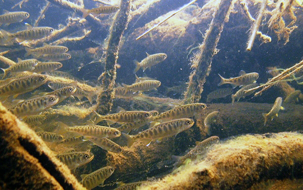 Young fish swim among the weeds