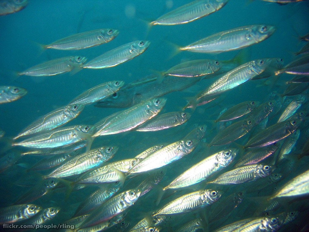 A school of silvery fish in a blue sea