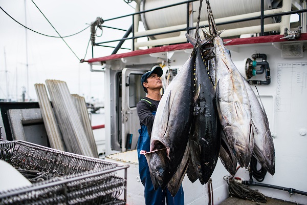 Offloading tuna 