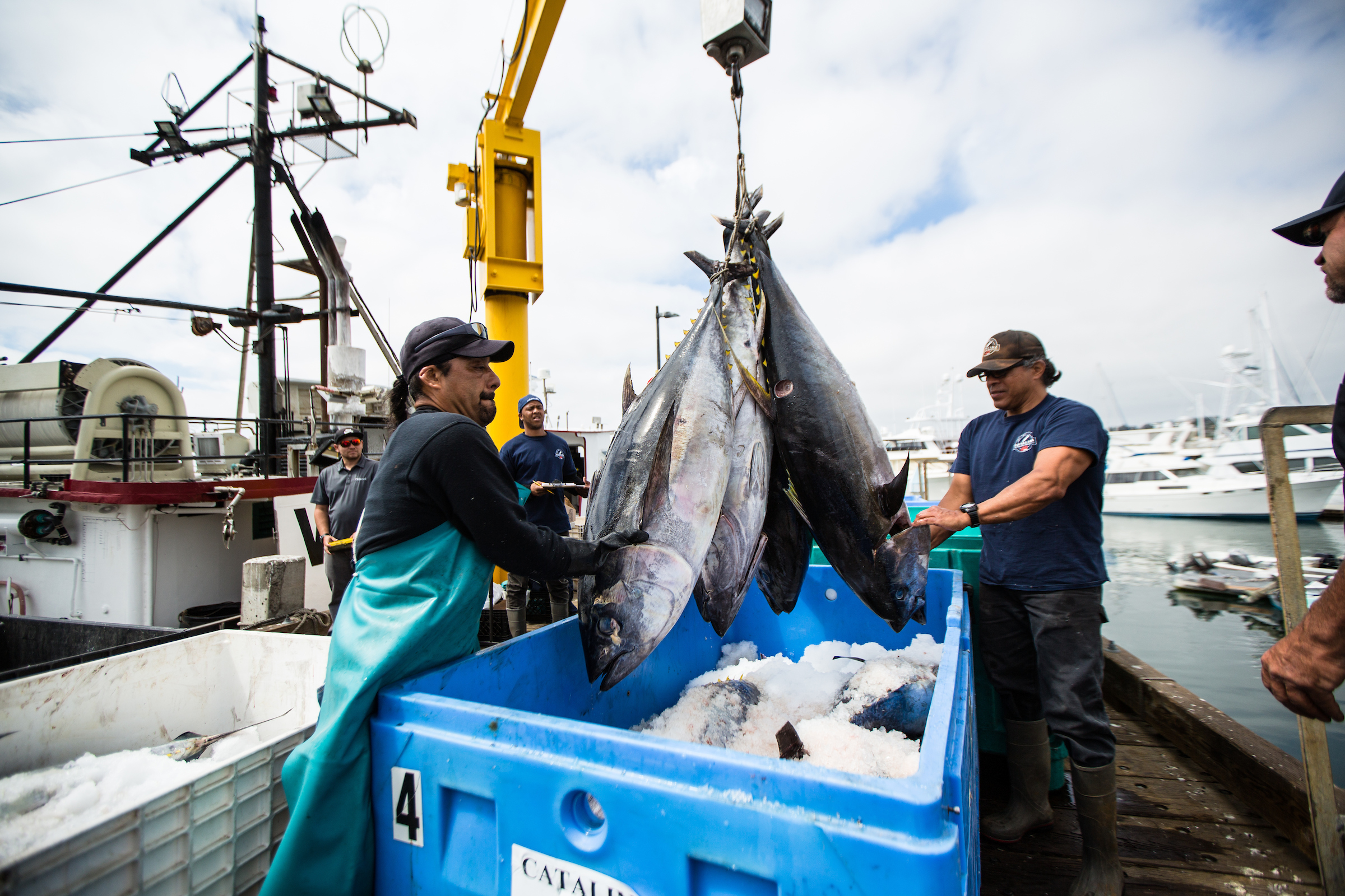 Fishermen offloading tuna