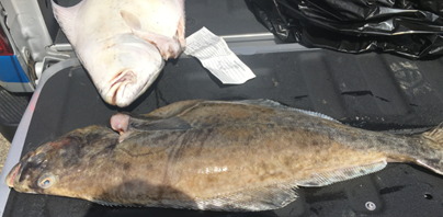 A small halibut lying on a table