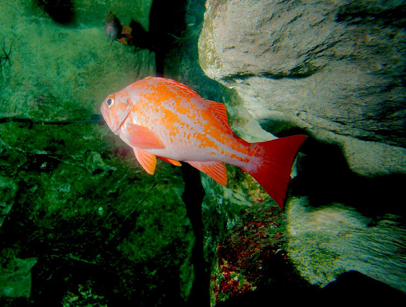 Red rockfish next to a rock