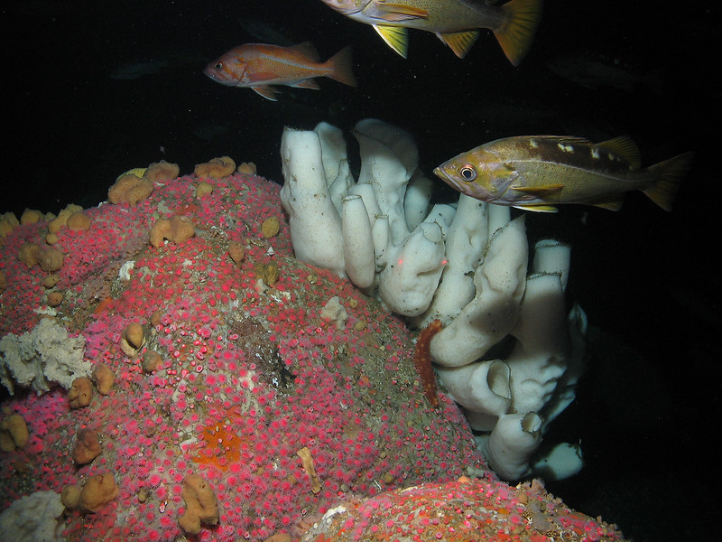 Yellowtail rockfish with boot sponges