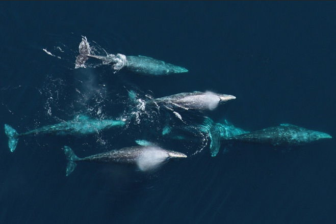 Five gray whales seen from above