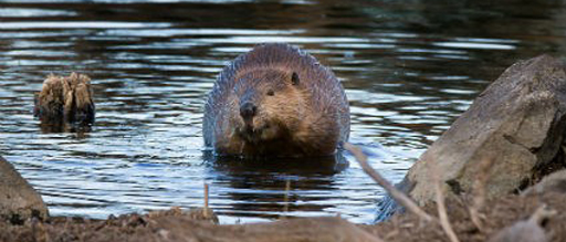 A rotund brown animal in the water