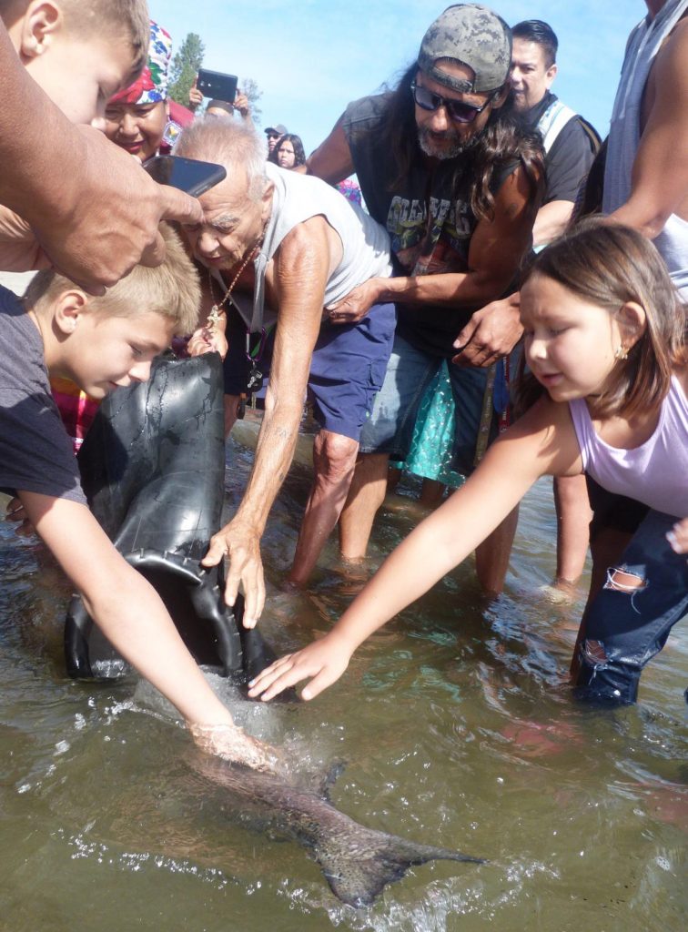 A small crowd gathers around as a large salmon is released into the water.