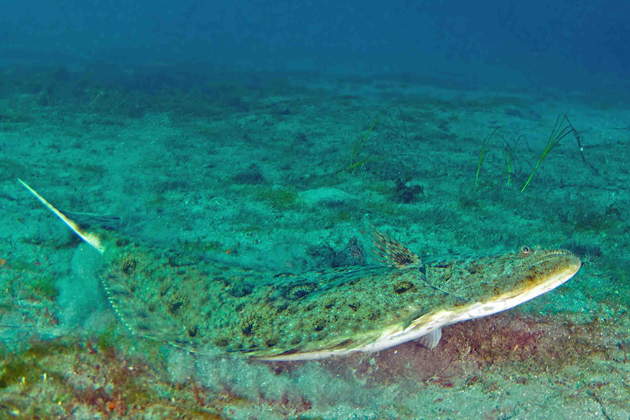 A flatfish on the sea floor