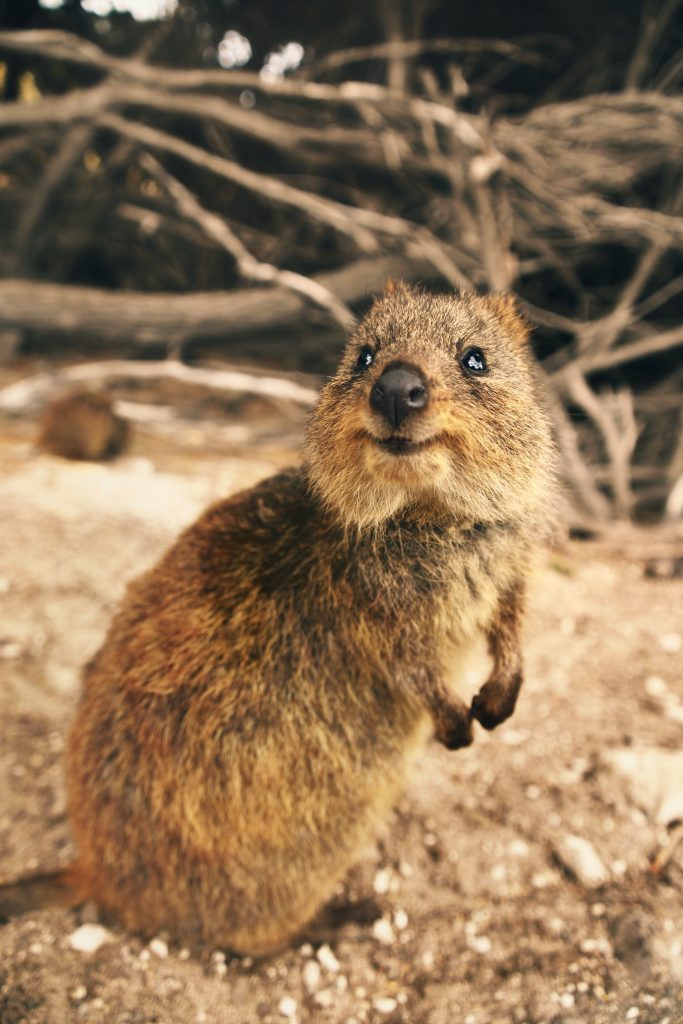 A cute little animal that is definitely not a beaver. (This is a quokka from Australia).