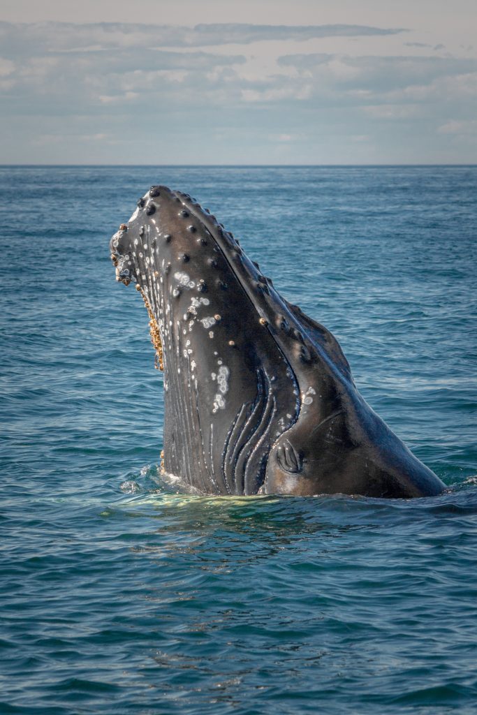 A humpback whale calf poking its head out of the water