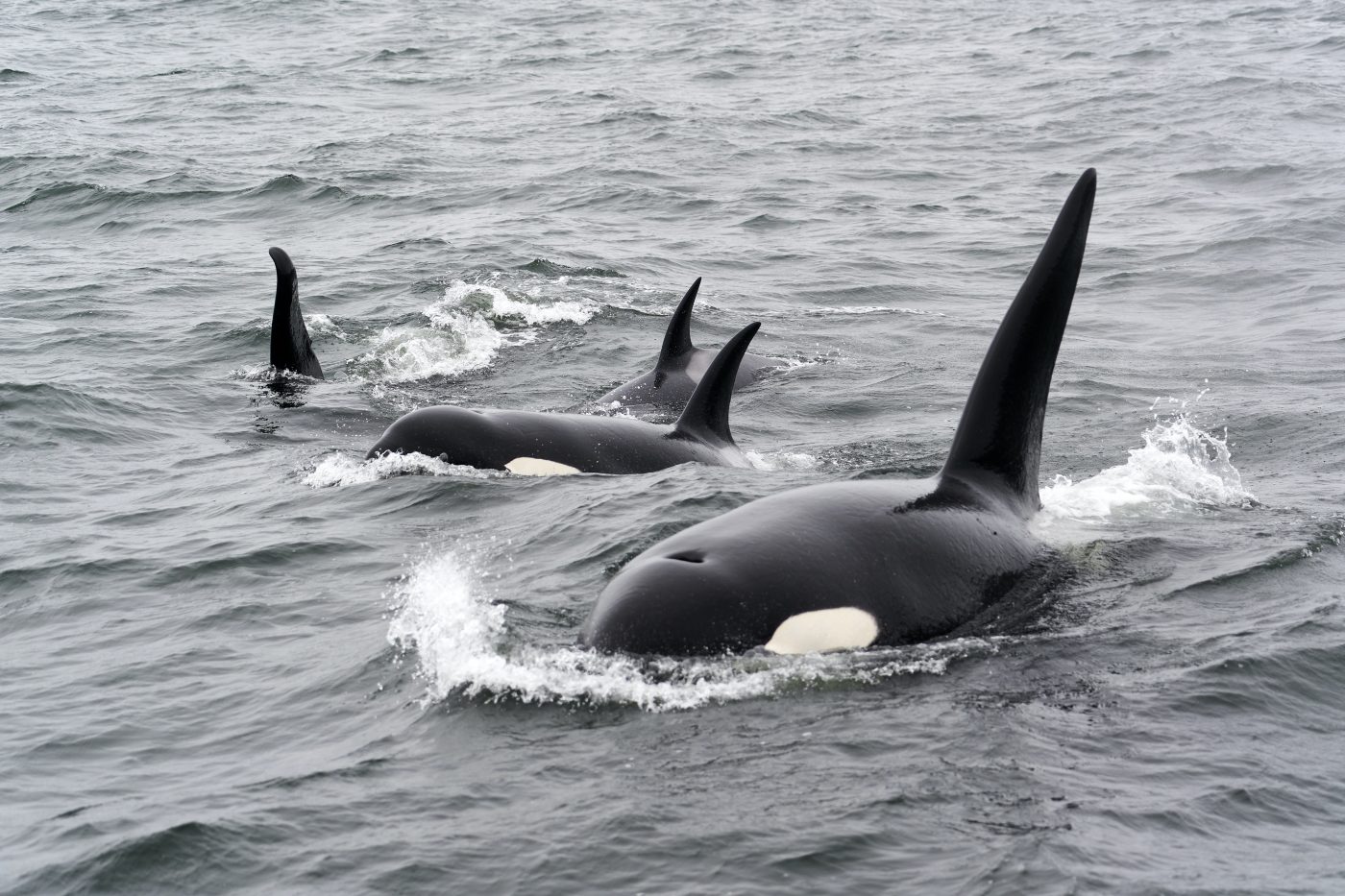 Four killer whales move through the water.