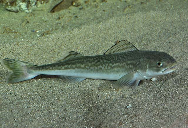 A long fish sitting on the sea floor