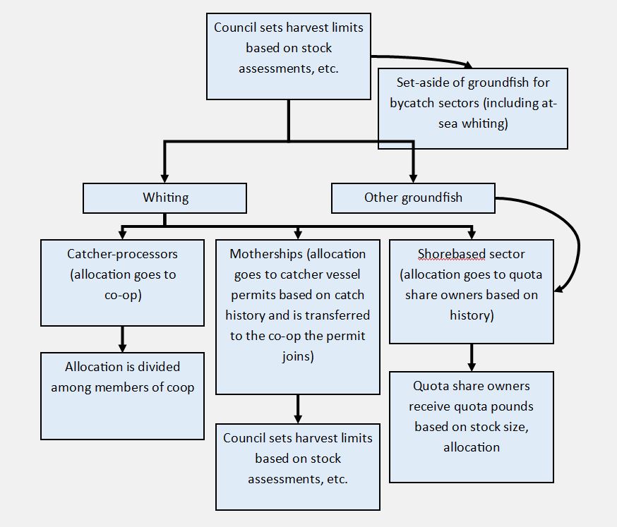 Diagram showing how groundfish are allocated in the trawl catch share fishery